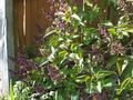 our lilac bush.jpg